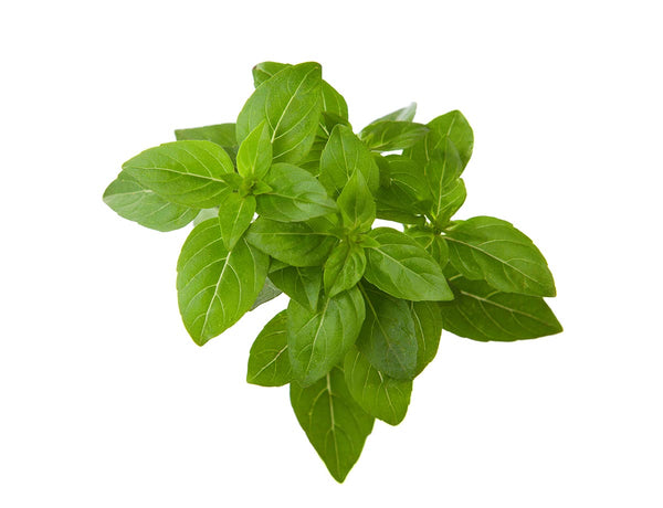 Greek Basil Plant Pods