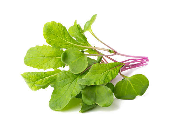 Leaf Radish Plant Pods 3-pack