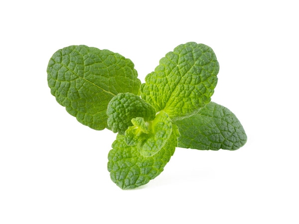Apple Mint Plant Pods