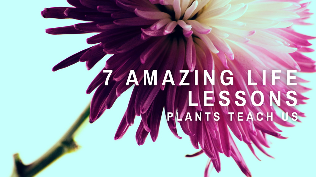 7 Amazing Life Lessons Plants Teach Us – Click & Grow Asia