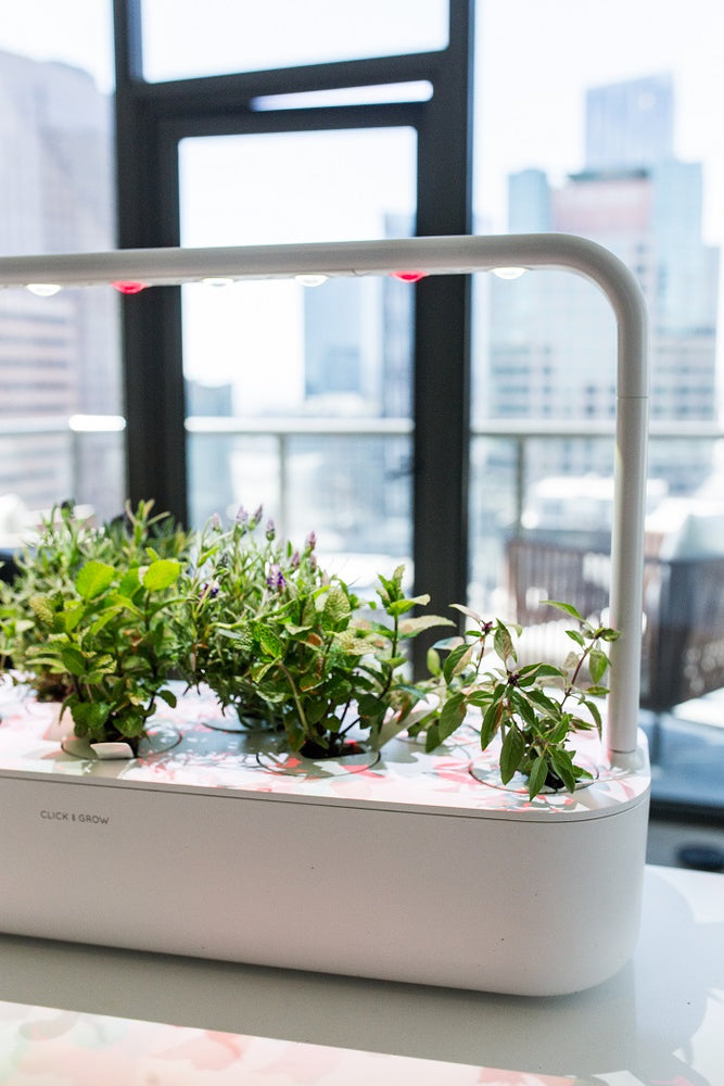 5 Reasons Why You Need Plants In Your Office