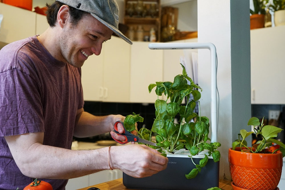 3 Important Things to Check When Growing Click & Grow Plants – Click ...