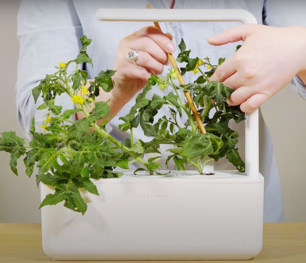 How to Stake Click & Grow Mini Tomatoes