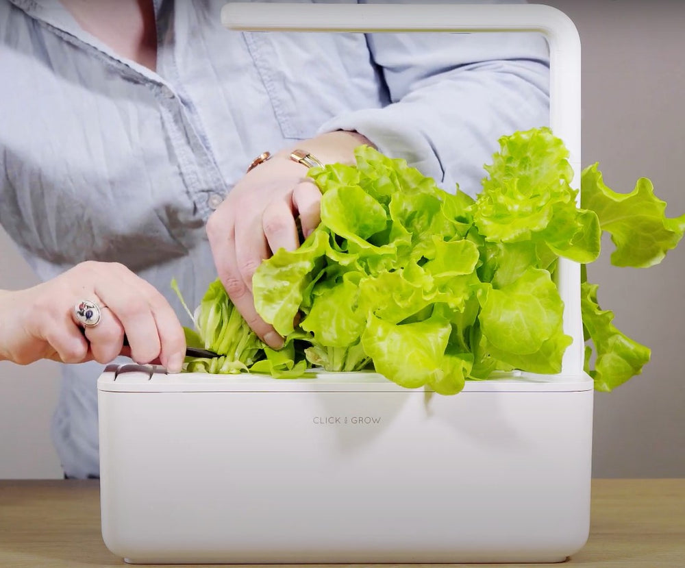 How to Harvest Lettuce Like a Pro