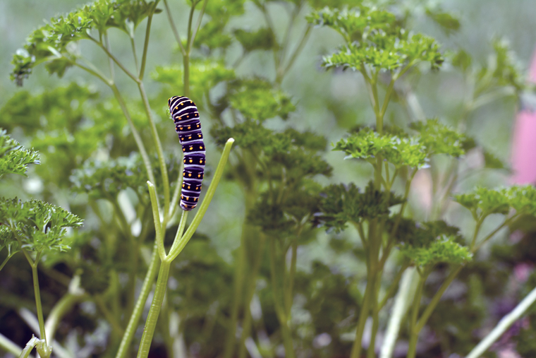 How To Attract Butterflies With Click & Grow Parsley
