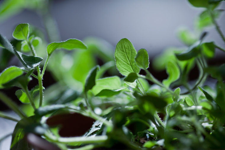4+ things you didn't know about Oregano