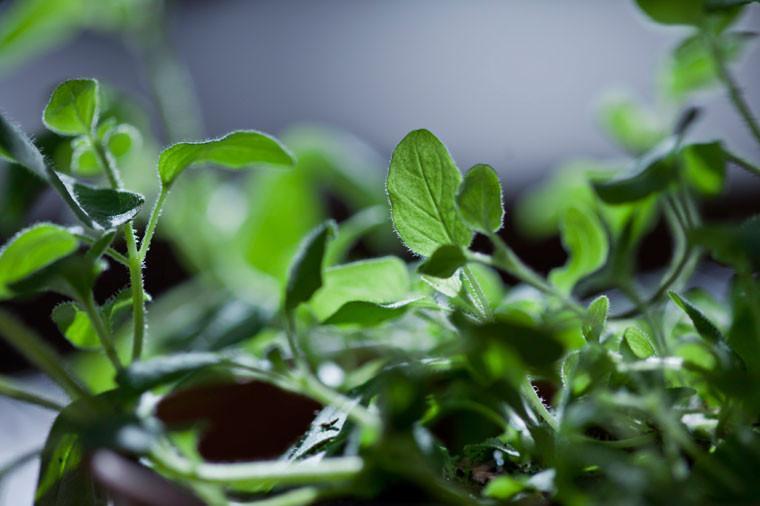 4+ Oregano Facts You Didn't Know