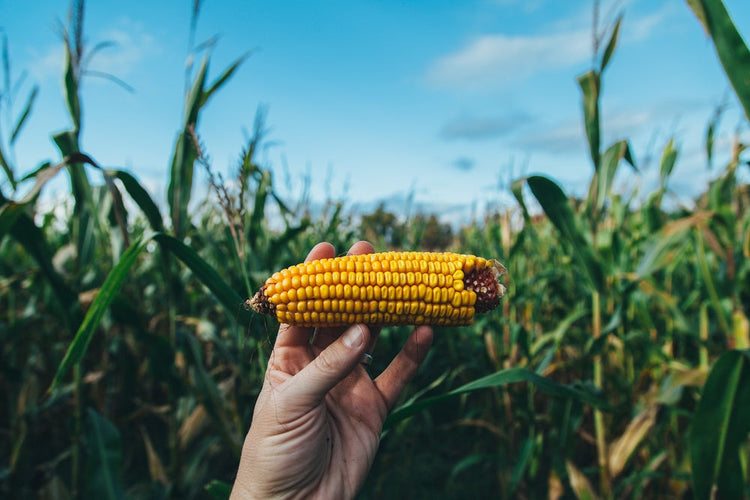 Corn on the cob.