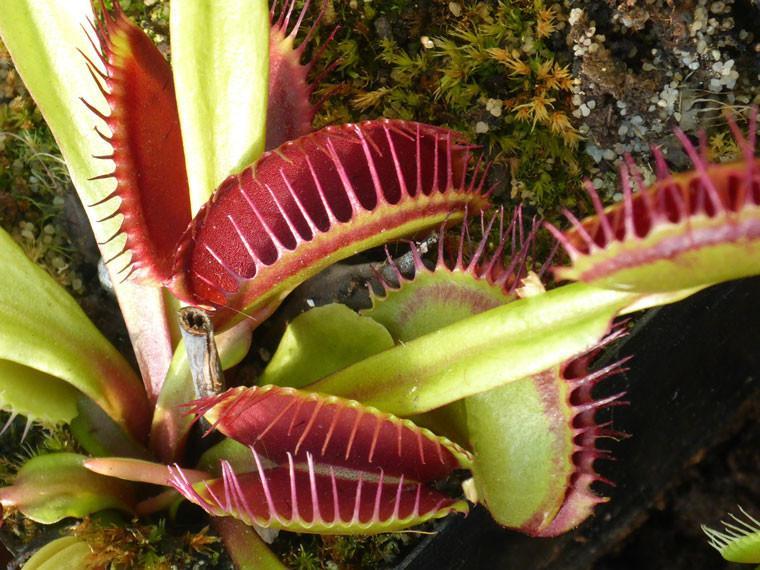 How To Grow Venus Flytrap In An Indoor Garden