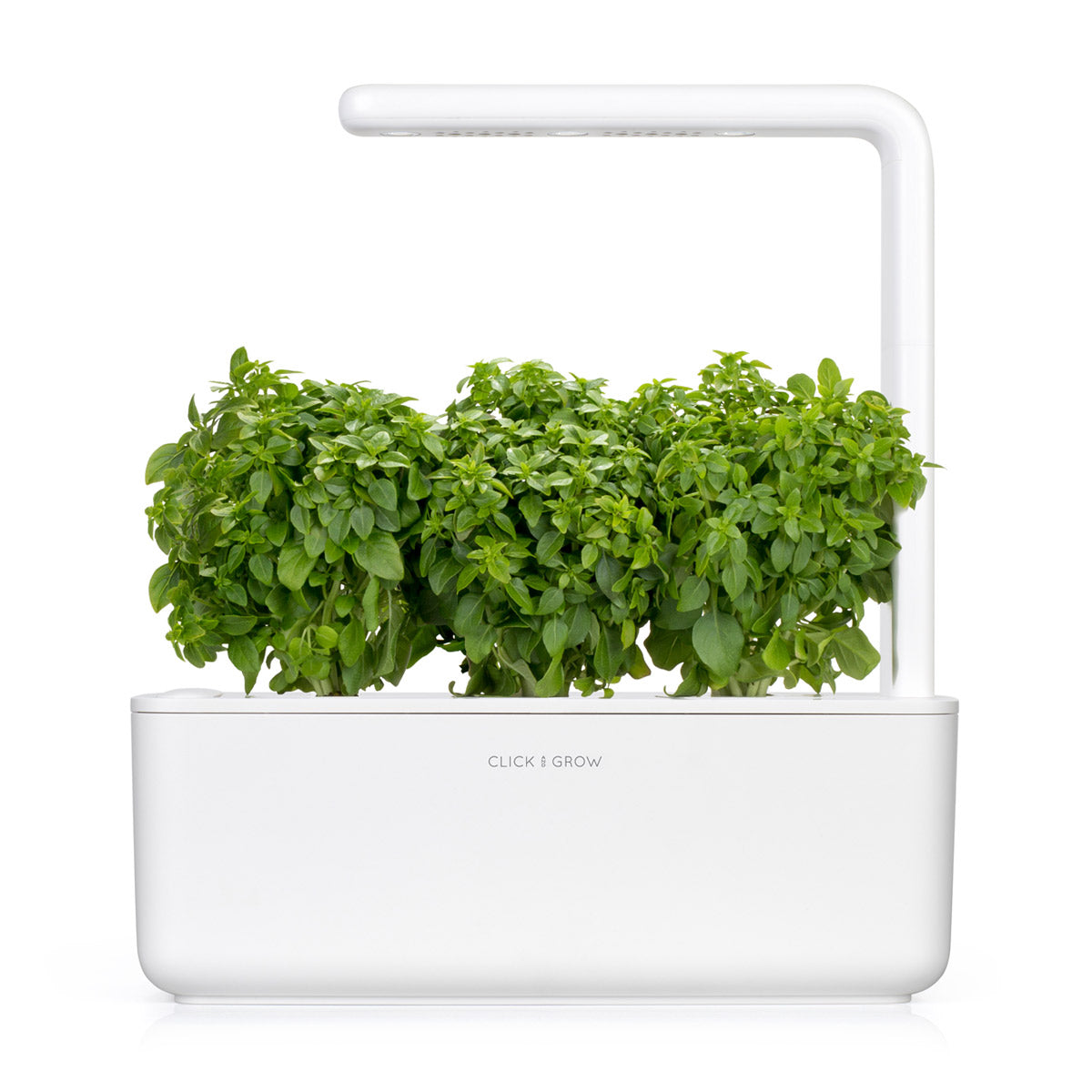 Greek Basil Plant Pods