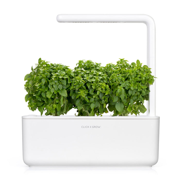 Greek Basil Plant Pods