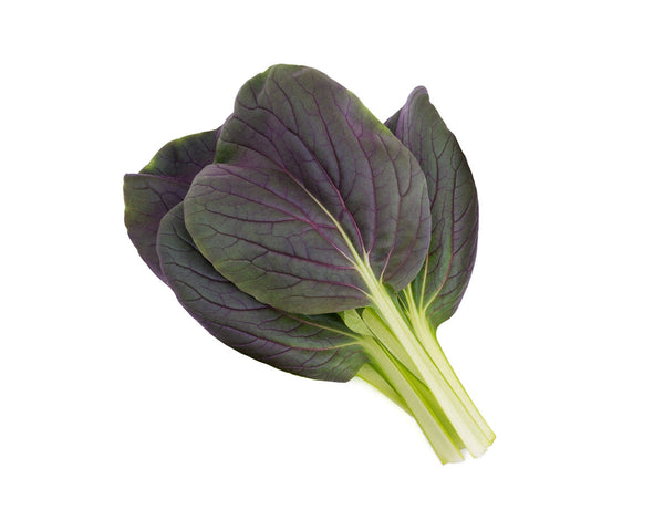 Red Pak Choi Plant Pods 9-pack