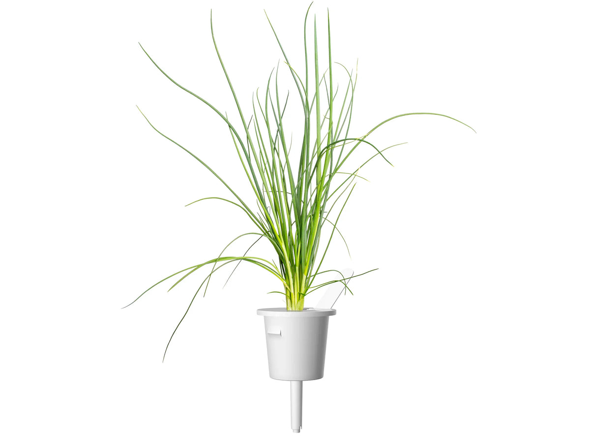 Green Onion Plant Pods 3-pack