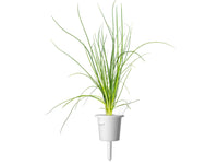 Green Onion Plant Pods 3-pack / Green Onion Plant Pods 3-pack