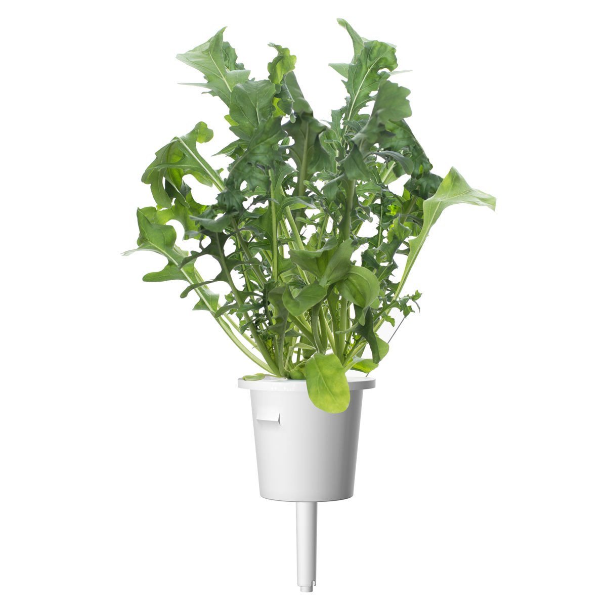 Arugula Plant Pods