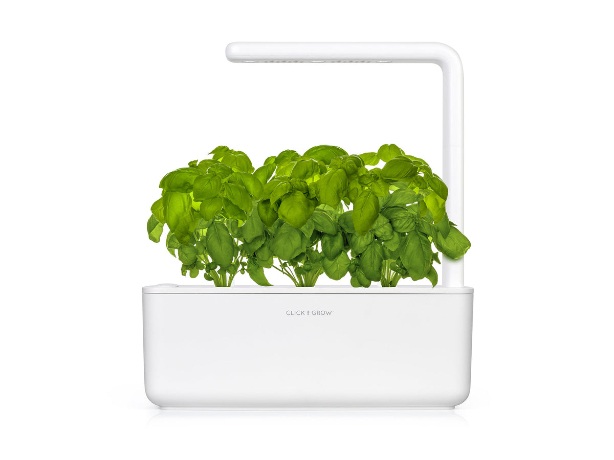Basil Plant Pods / Basil Plant Pods