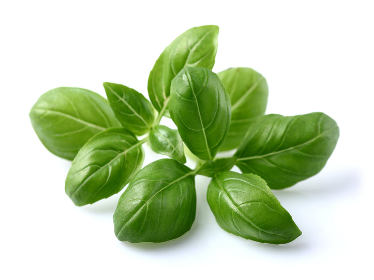 Basil Plant Pods