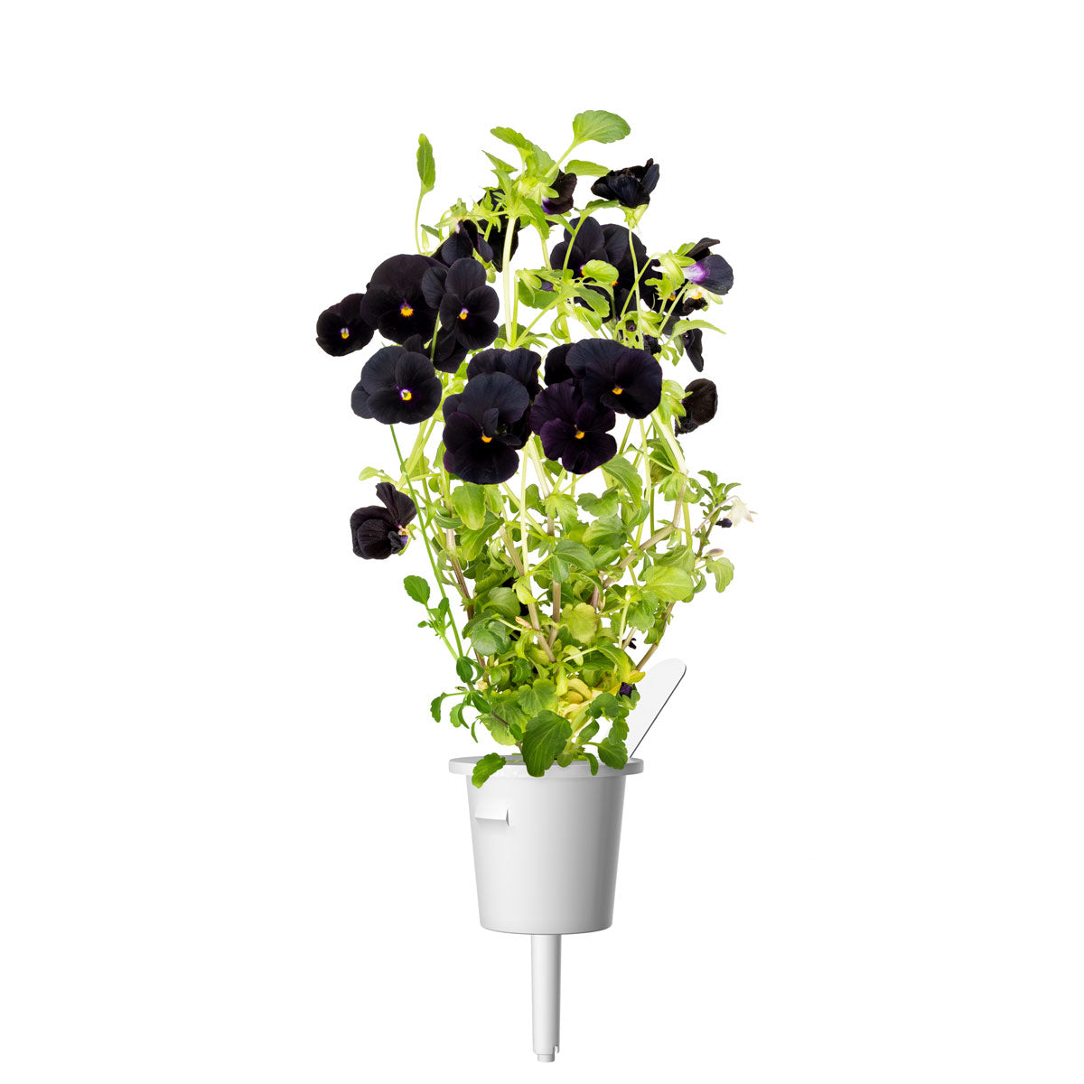 Black Pansy Plant Pods