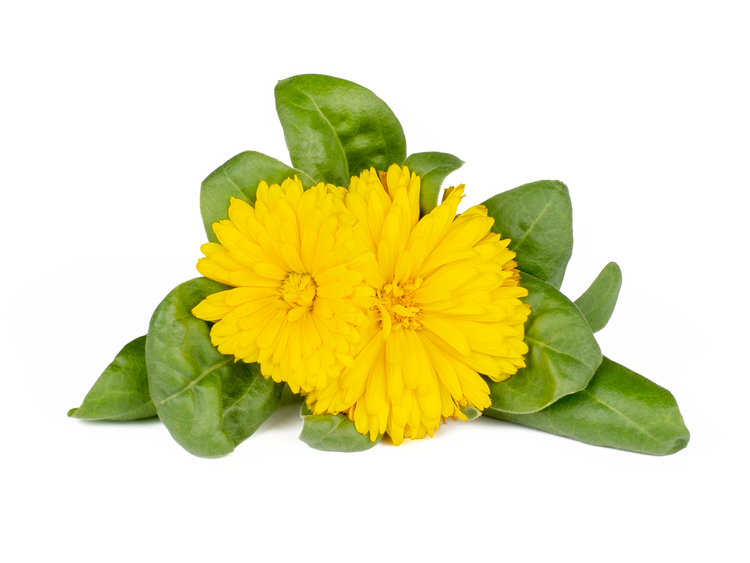 Calendula Plant Pods