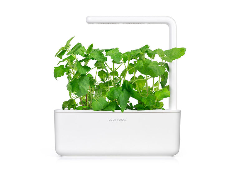 Catnip Plant Pods
