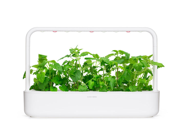 Catnip Plant Pods