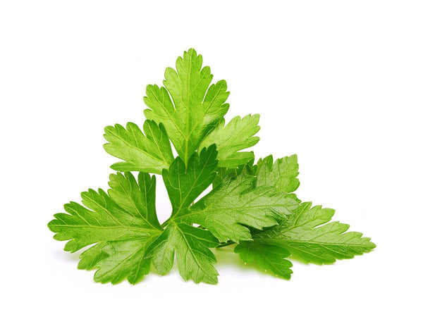 Cilantro (Coriander) Plant Pods 9-pack