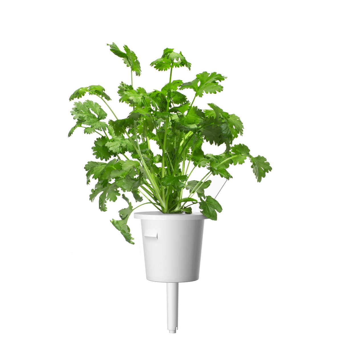 Cilantro (Coriander) Plant Pods