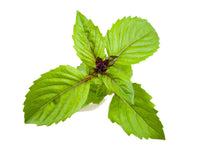Cinnamon Basil Plant Pods / Cinnamon Basil Plant Pods