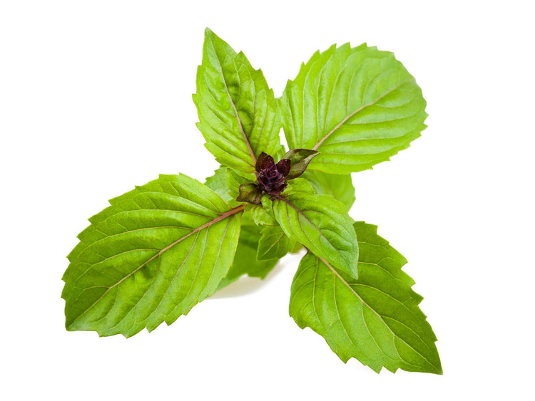 Cinnamon Basil Plant Pods