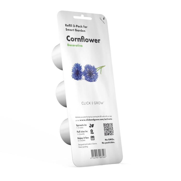 Cornflower Plant Pods