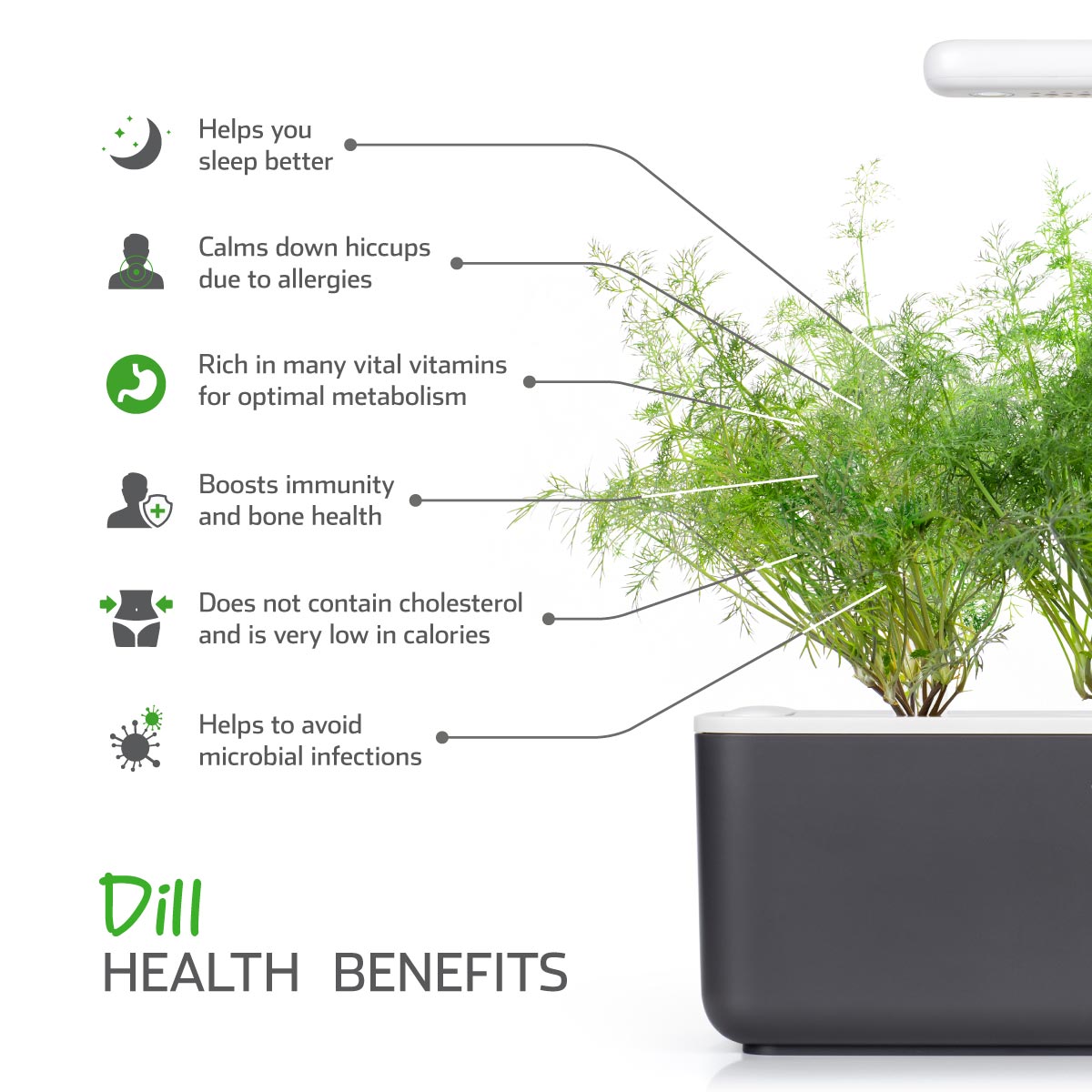 Dill Plant Pods