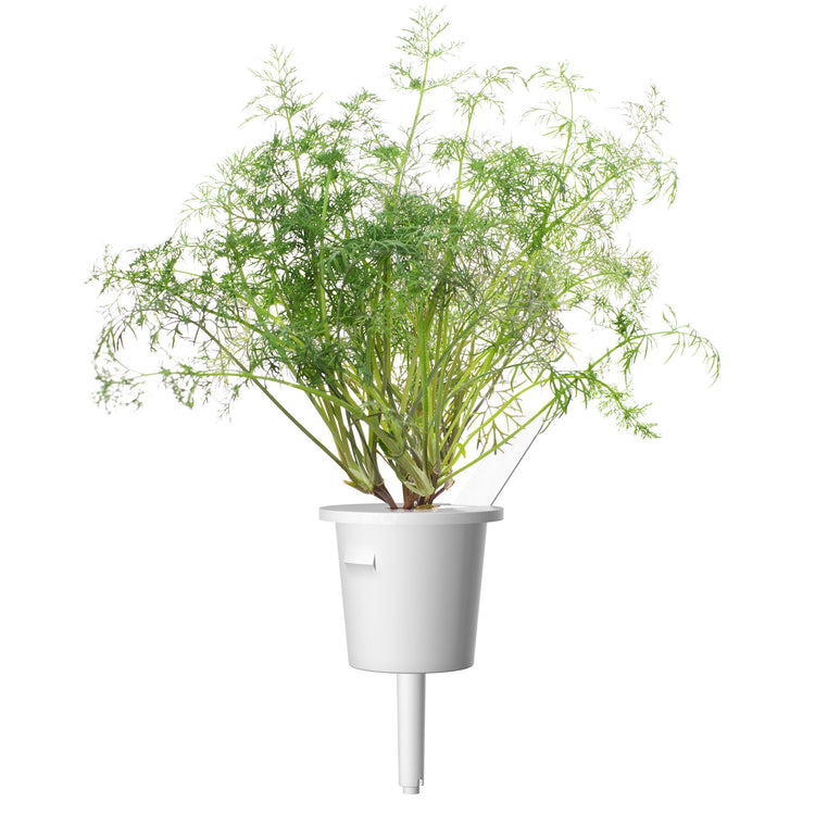 Dill capsule - Click & Grow indoor garden - grow dill at home
