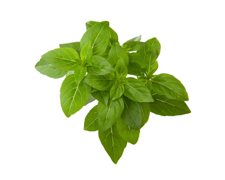 Greek Basil Plant Pods