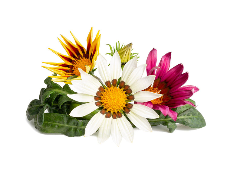 Gazania Plant Pods