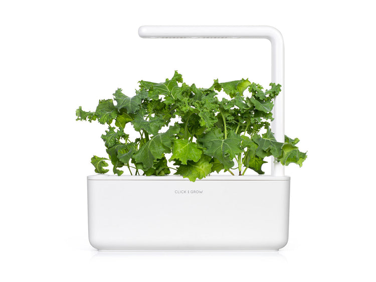 Green Kale Plant Pods