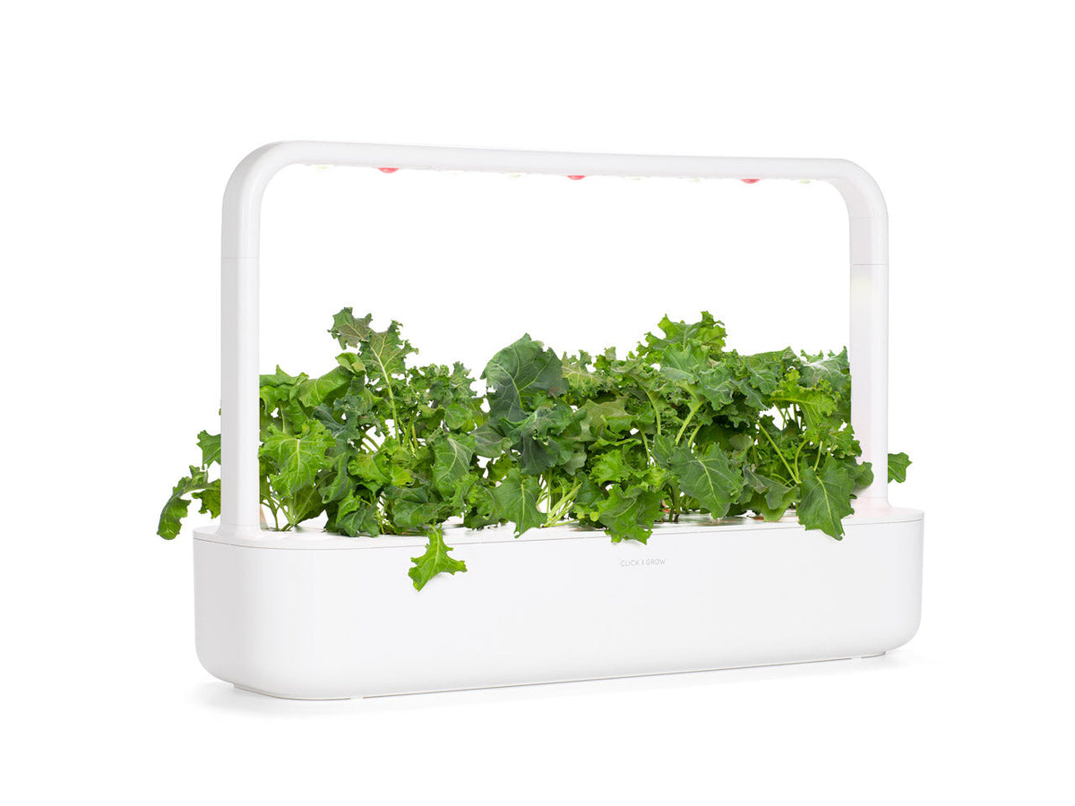 Green Kale Plant Pods
