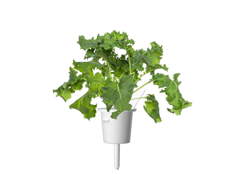 Green Kale Plant Pods