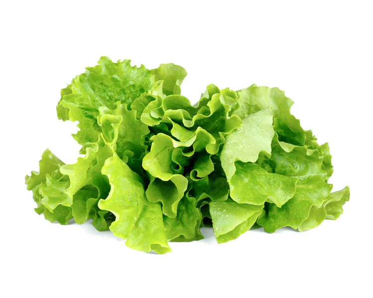 Green Lettuce Plant Pods