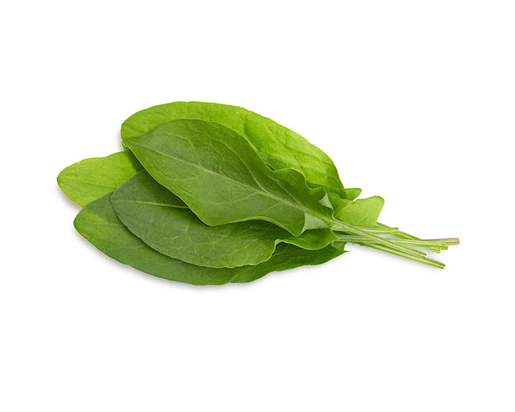 Green Sorrel Plant Pods
