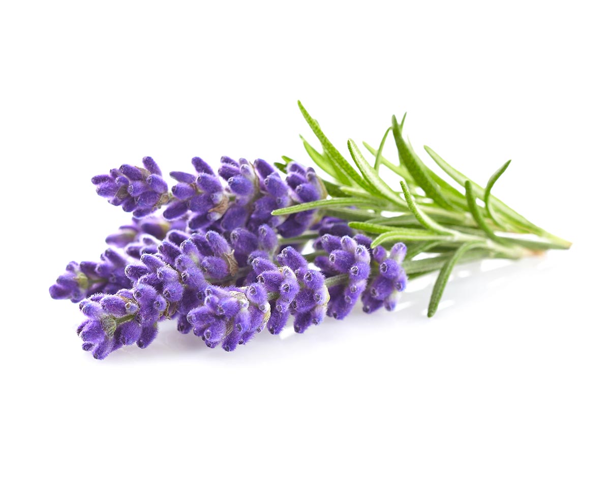 lavender plant singapore Lavender Plant Pods 9-pack – Click & Grow Singapore