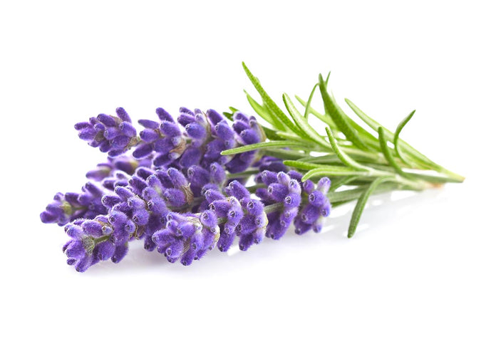 Lavender Plant Pods 9-pack