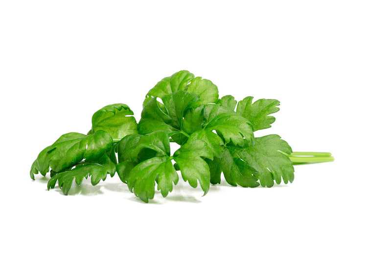 Leaf Celery Plant Pods