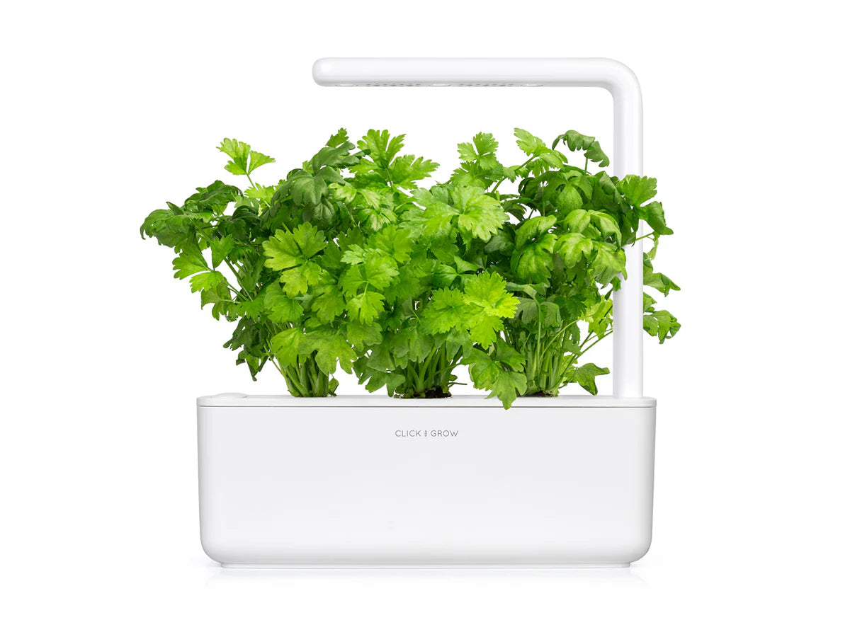 Leaf Celery Plant Pods