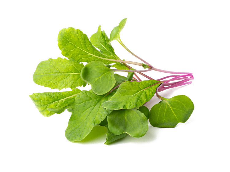Leaf Radish Plant Pods 3-pack