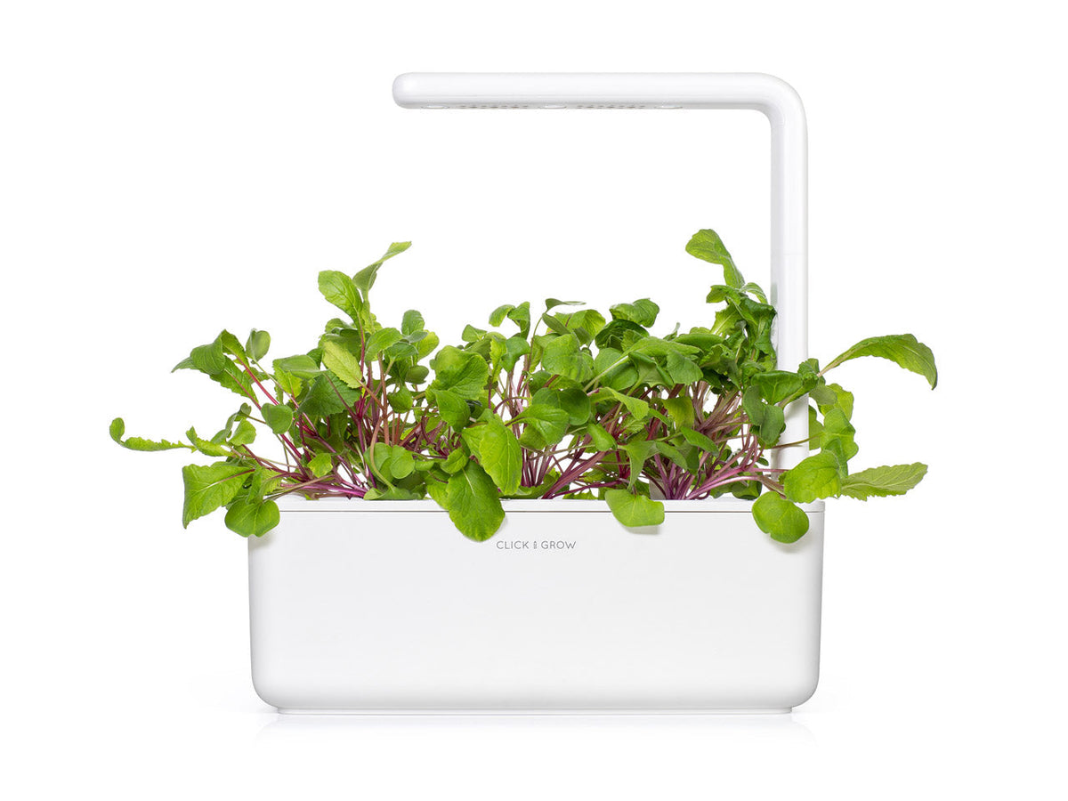 Leaf Radish Plant Pods 3-pack