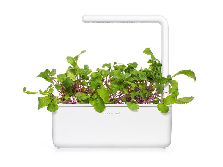 Leaf Radish Plant Pods 3-pack