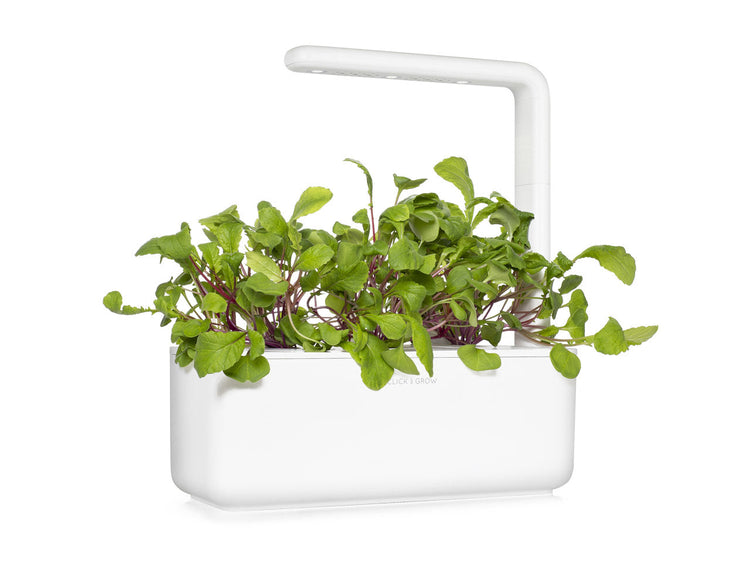 Leaf Radish Plant Pods 3-pack