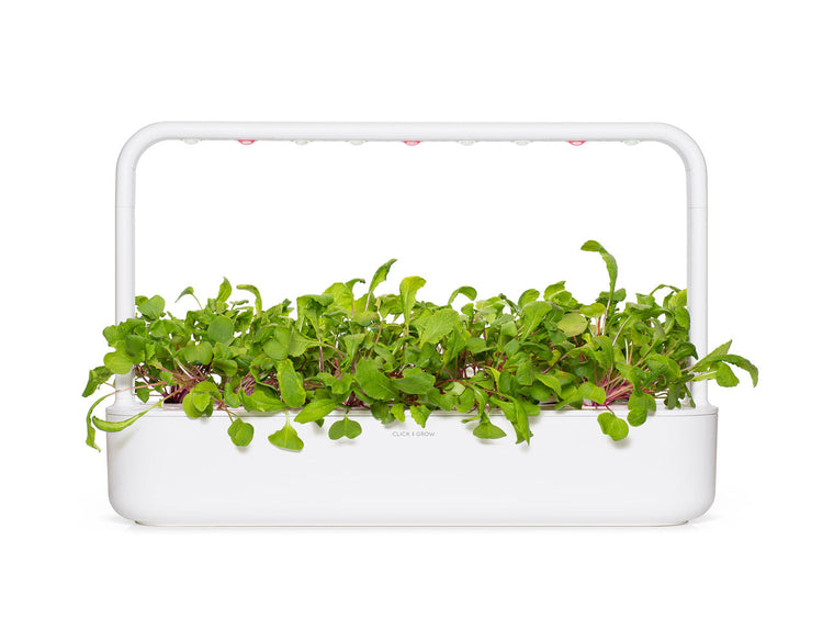 Leaf Radish Plant Pods 3-pack