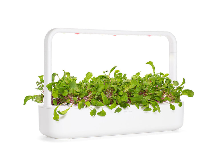 Leaf Radish Plant Pods 3-pack
