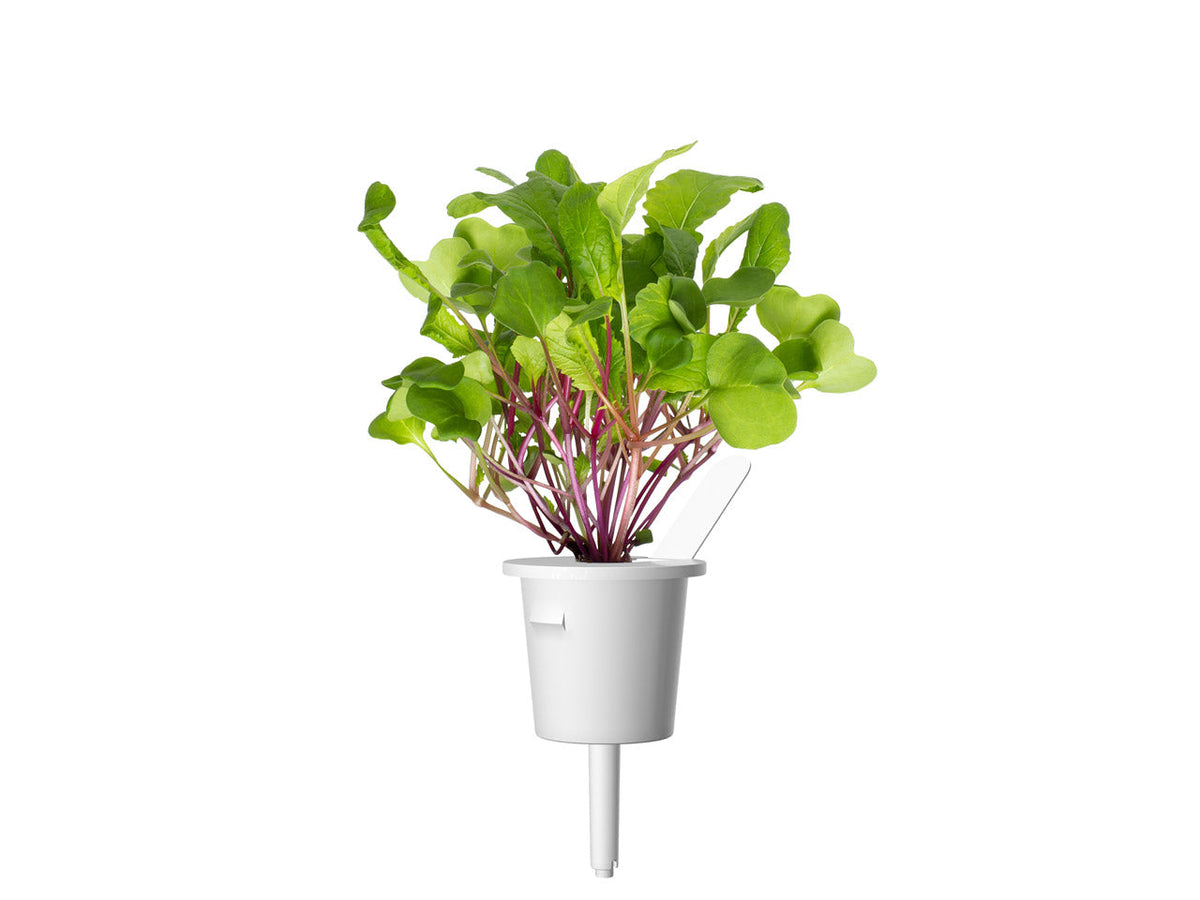 Leaf Radish Plant Pods 3-pack